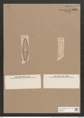 Navicula iridis var. affinis (Ehr.) V.H. (de-Toni-Nr.: Genus 1, Species 552) Zeichnungen Sammlung Grunow Nr. 1093 (NHMW-BOT-W0367654)